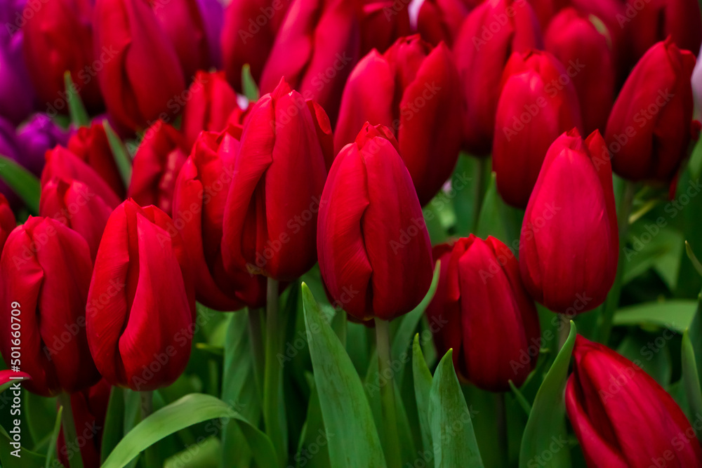 Obraz premium Field with blooming tulips. Flower Festival. Spring symbol.
