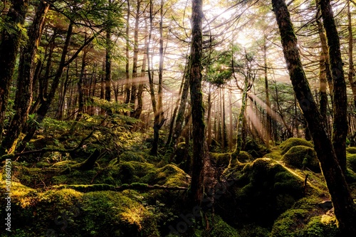 Fototapeta Naklejka Na Ścianę i Meble -  Mossy light beam forest