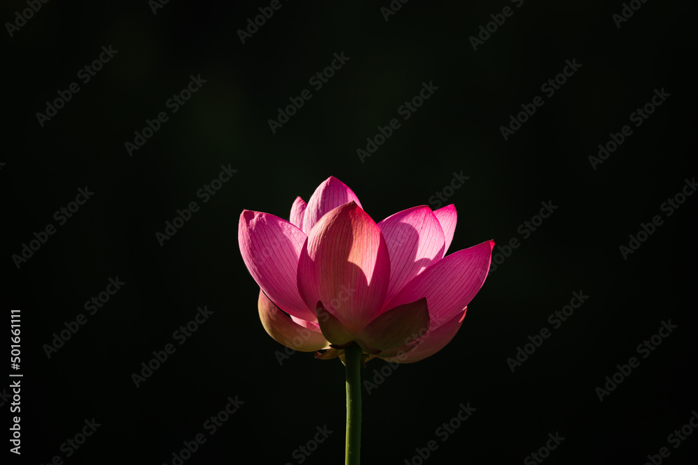 Fototapeta premium 蓮の花