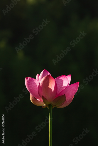 蓮の花