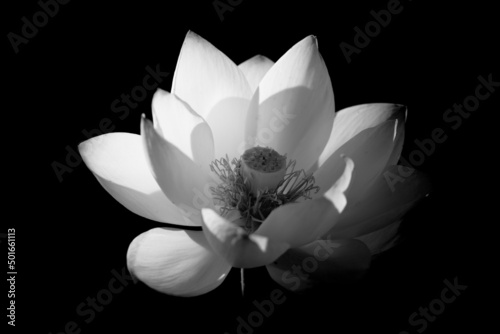 蓮の花