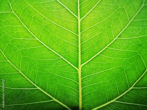 green leaf wallpaper background