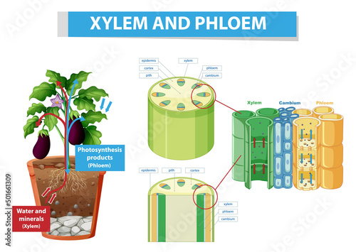 Diagram showing xylem and phloem in plant photo