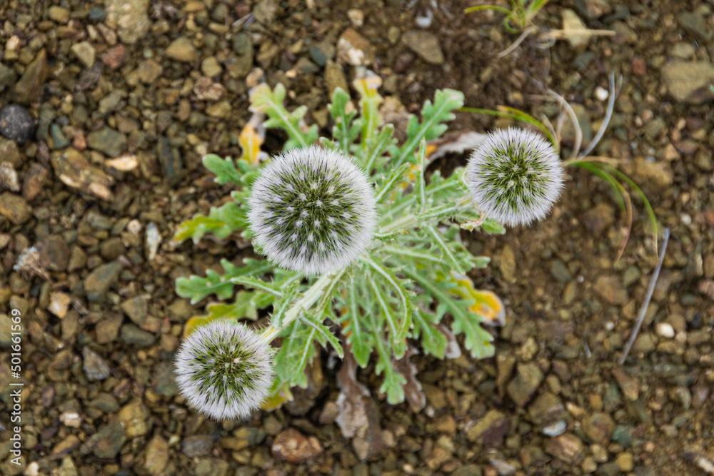 Mordovnik is spherical on stony soil. Echinops sphaerocephalus with green leaves and fluffy bud. Desert plants in steppe. Small amount of moisture for survival of succulents. Mordovnik is spherical on stony soil. Echinops sphaerocephalus with green leaves and fluffy bud. Desert plants in steppe. Small amount of moisture for survival of succulents.