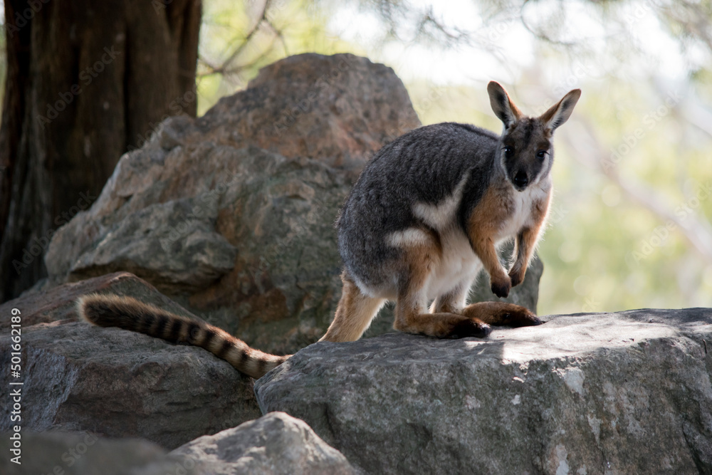 the yellow footed rock wallaby is standing on a mountain of rocks