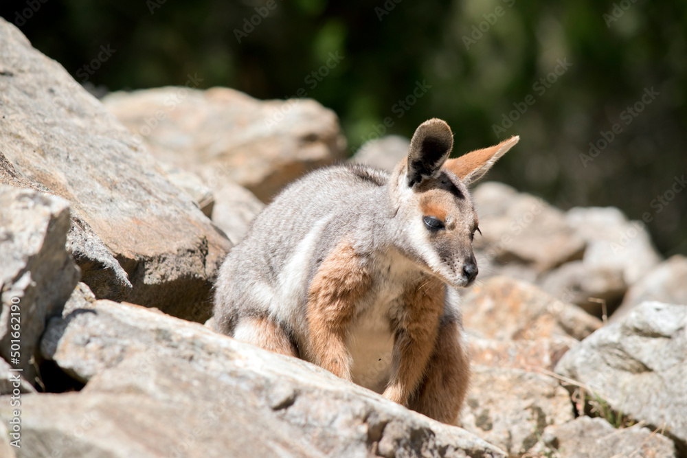 Naklejka premium the ywllow footed rock wallaaby is hiding in the rocks