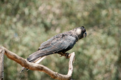 the white tailed black cockatoo is a black bird with a white cheek and tail