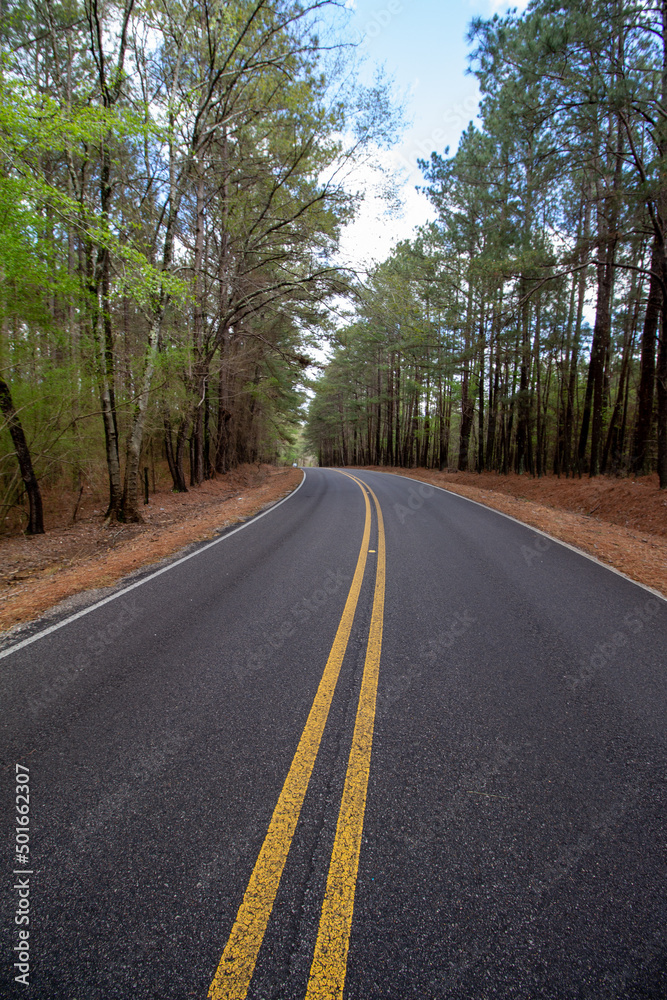 Winding Road in Woodlands