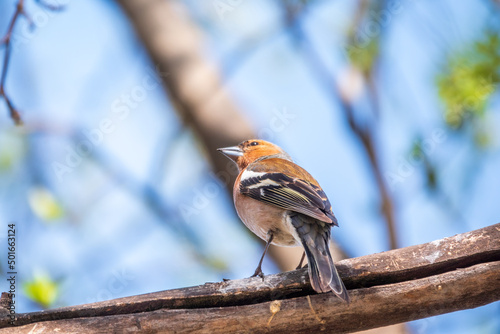 Common chaffinch, Fringilla coelebs, sits on a branch in spring on green background. Common chaffinch in wildlife.