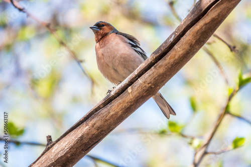 Common chaffinch, Fringilla coelebs, sits on a branch in spring on green background. Common chaffinch in wildlife.
