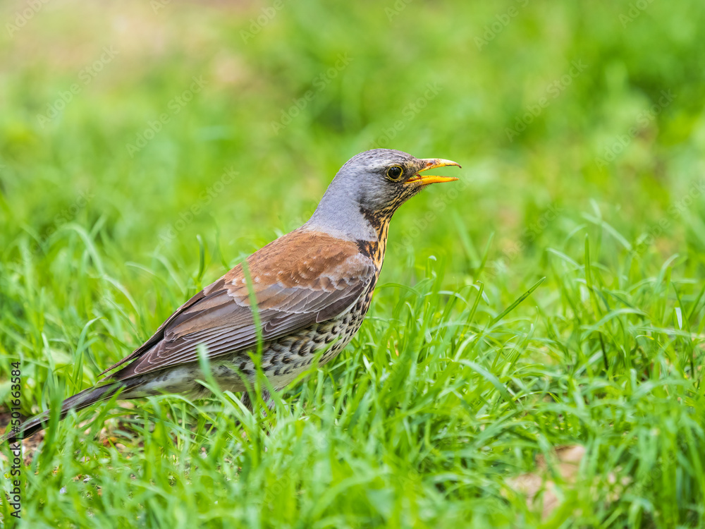 Wood bird Fieldfare, Turdus pilaris, on a sprng lawn. Wood bird Fieldfare, Turdus pilaris, on a sprng lawn.