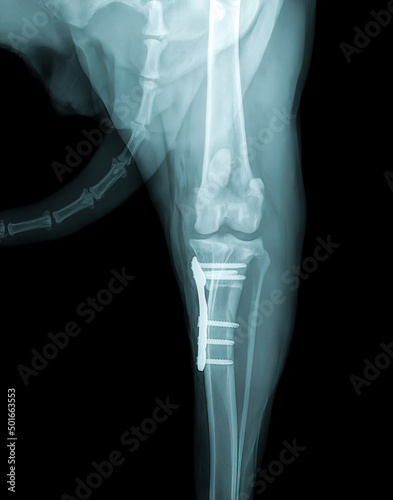 Dog's paw X-ray