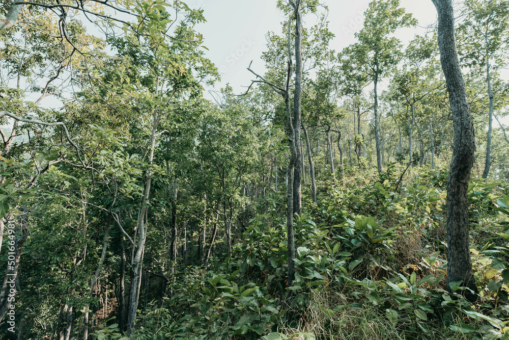 Many trees in the forest had bright green leaves. Perfect forest during the day. Many trees in the forest had bright green leaves. Perfect forest during the day.