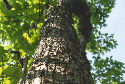 Fototapeta Naklejka Na Ścianę i Meble -  close-up bark of a large tree in the forest.