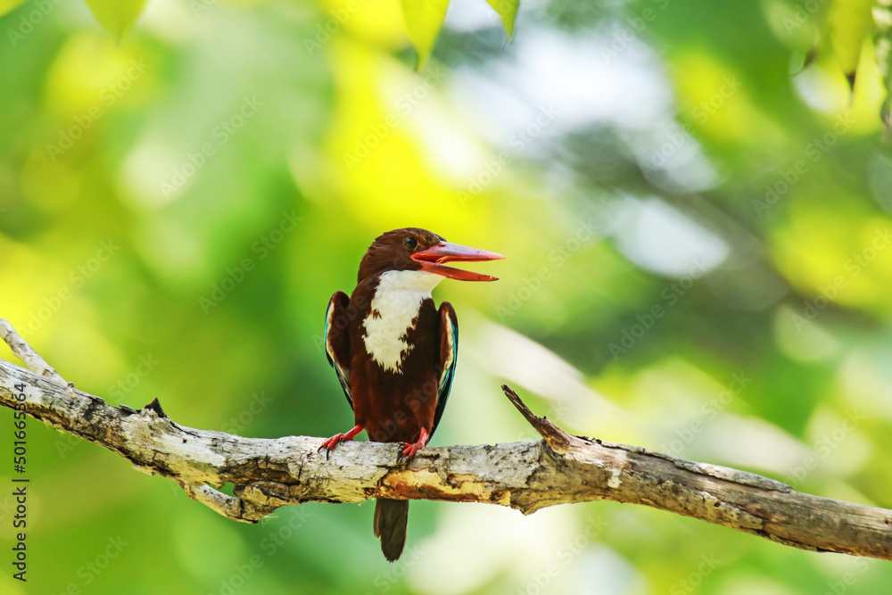 The White-throated Kingfisher on a branch in nature The White-throated Kingfisher on a branch in nature