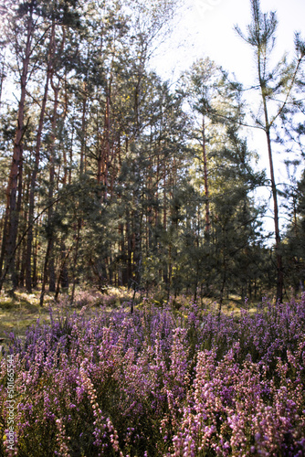 Close up of heather herb in the forest