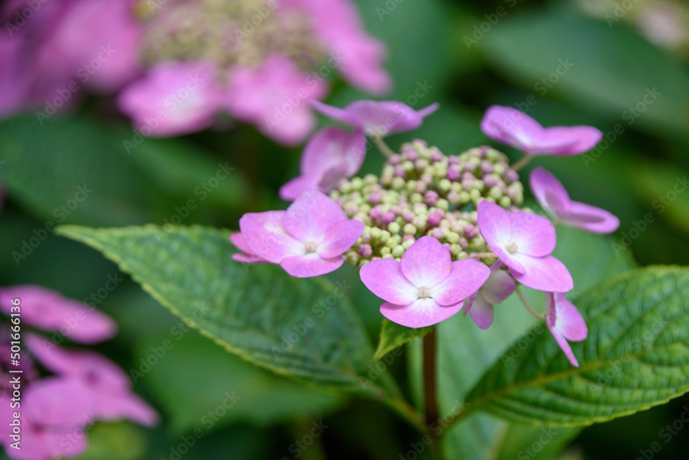 ゆり園あじさい園のアジサイ