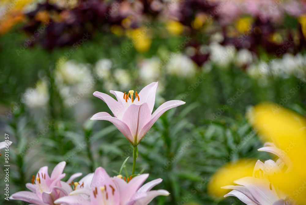 Fototapeta premium ゆり園あじさい園のユリの花