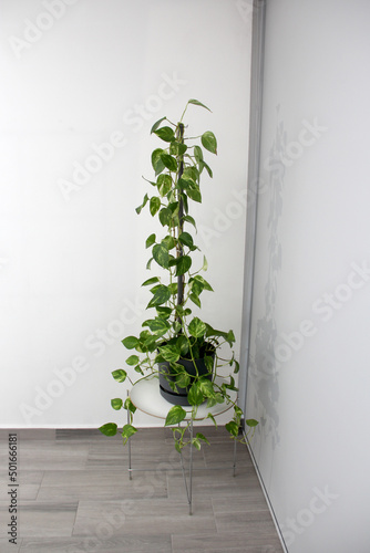 Telephone Plant in home or office interior with minimalist design that can be in the shade also known as Pothos or pothos in a gray pot and white wall 