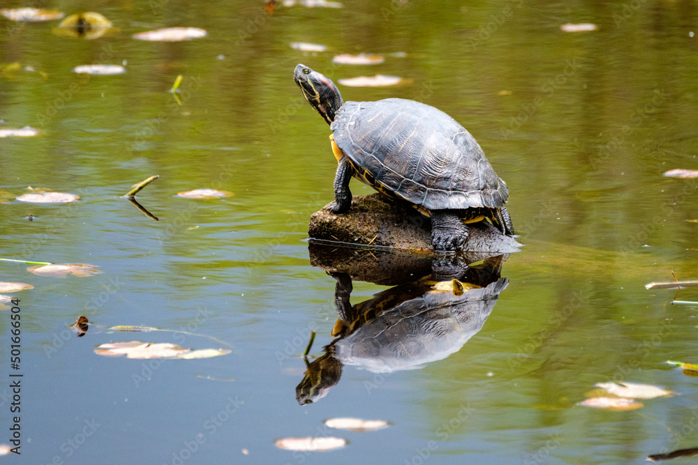 Obraz premium Turtles sunning themselves on logs on a lake