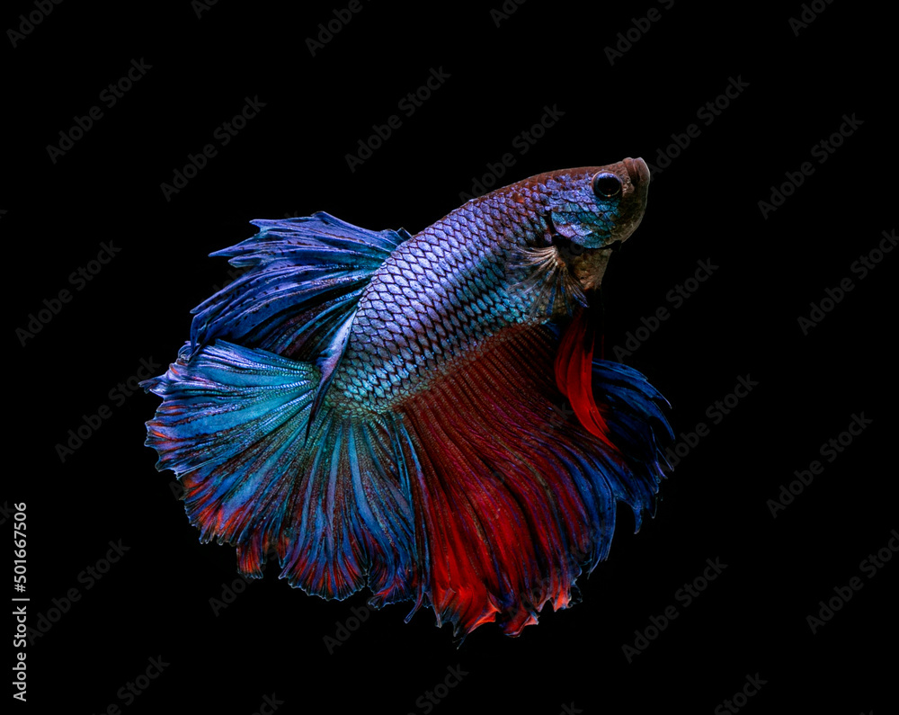 Fototapeta premium Betta fish, siamese fighting fish, betta splendens isolated on black background
