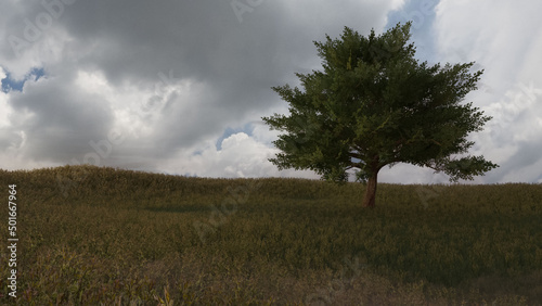 空 雲 太陽 草原 木 独立木