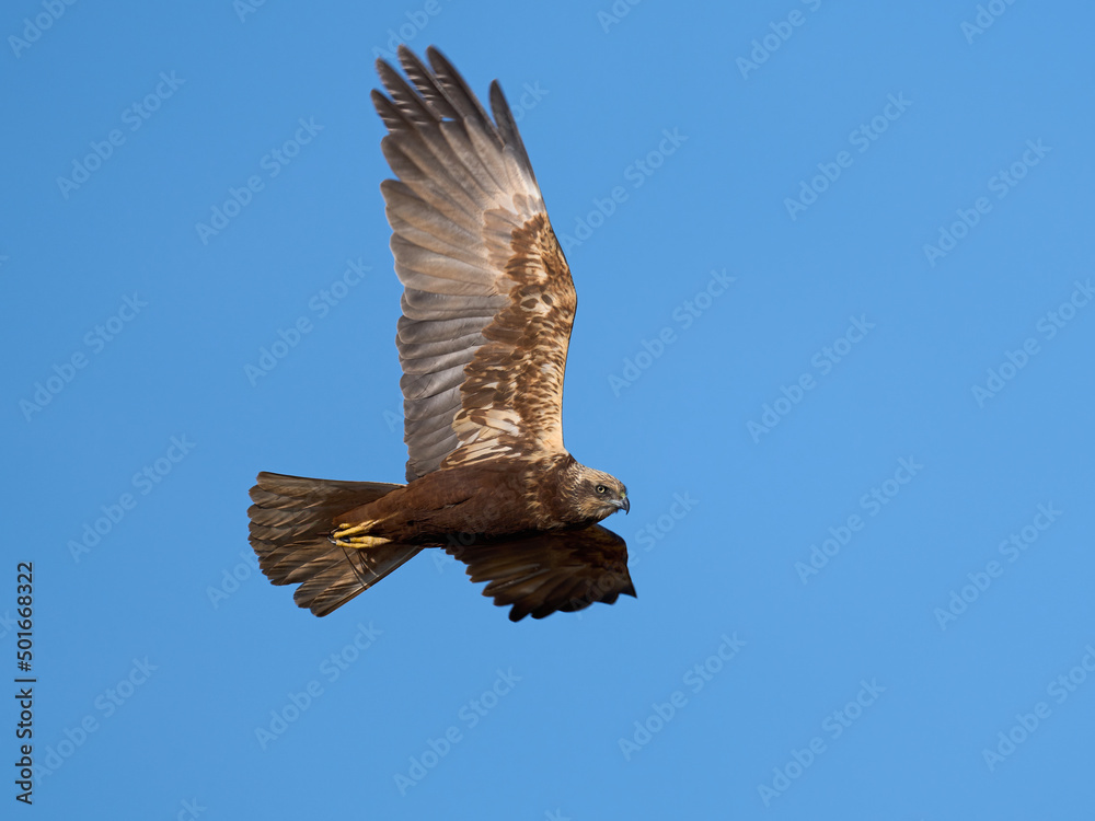 Fototapeta premium Western marsh harrier (Circus aeruginosus)
