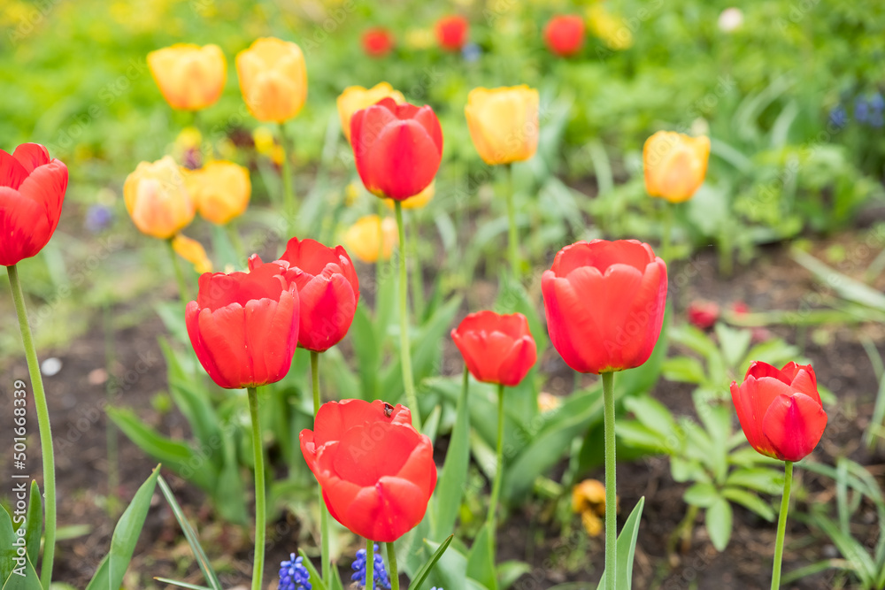 Multicolored flowerbed of yellow, red, pink blooming tulips at flower farm field in springtime.field of colorful tulips in full bloom. spring time Multicolored flowerbed of yellow, red, pink blooming tulips at flower farm field in springtime.field of colorful tulips in full bloom. spring time