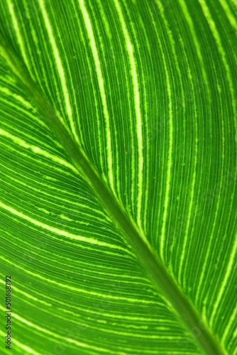 leaf of water canna  fine veins