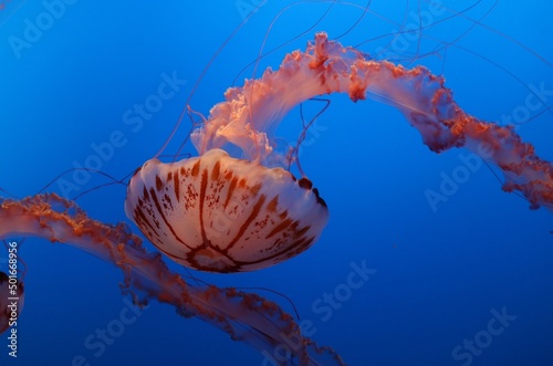 jelly fish in the sea