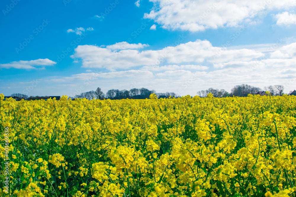 Obraz premium rapeseed field