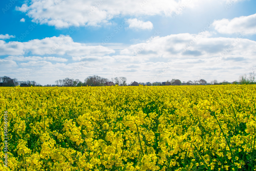field field
