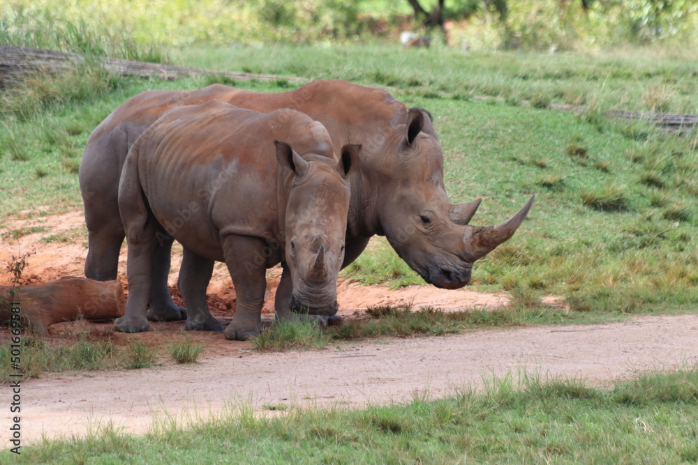 Naklejka premium Rhino standing in Steve Irwin wildlife zoo in Brisbane in Australia