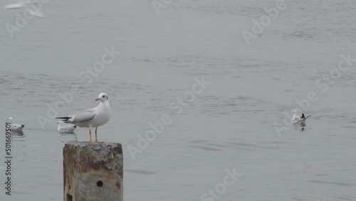 seagulls on the beach