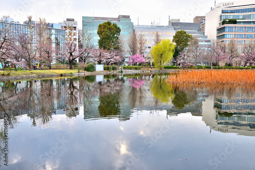 三部咲きの桜と対岸の街並みが映りこむ上野不忍池の風景