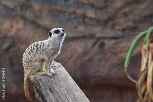 Obraz na płótnie Meercat standing in Steve Irwin Wildlife zoo in Brisbane in Australia