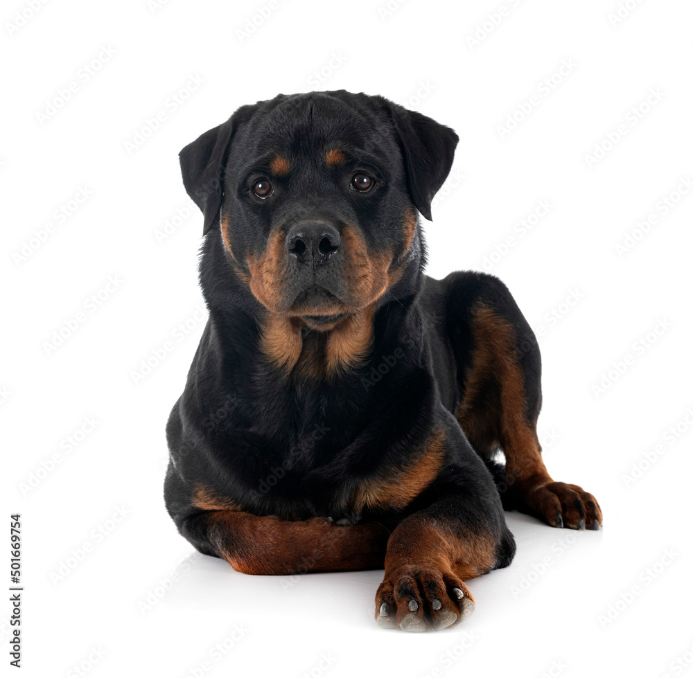 rottweiler in studio