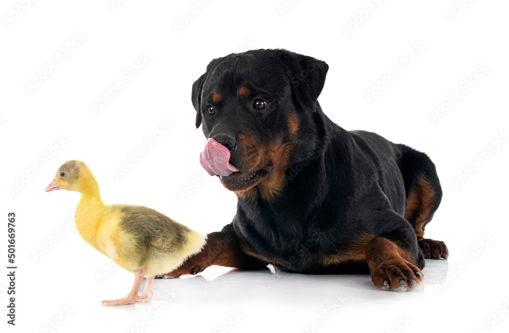 Fototapeta premium rottweiler and gosling