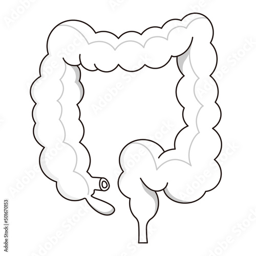 Vector illustration of the large intestine. photo