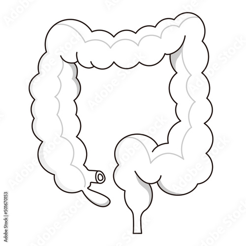 Vector illustration of the large intestine.