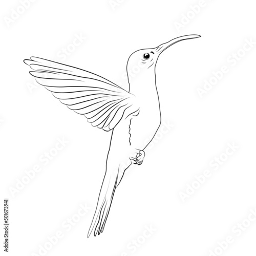 Colibrí Vector