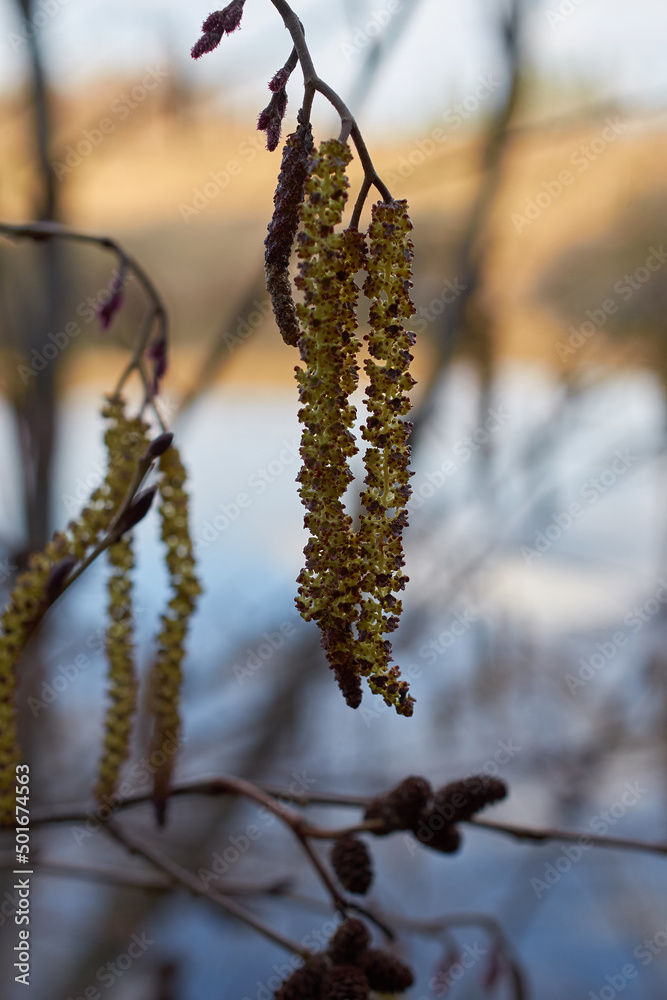 Alnus glutinosa. Inflorescences of black alder on the background of the river Alnus glutinosa. Inflorescences of black alder on the background of the river