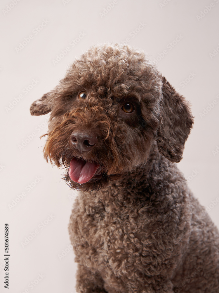 lagotto romagnolo on a beige background. Portrait of a funny puppy in the studio