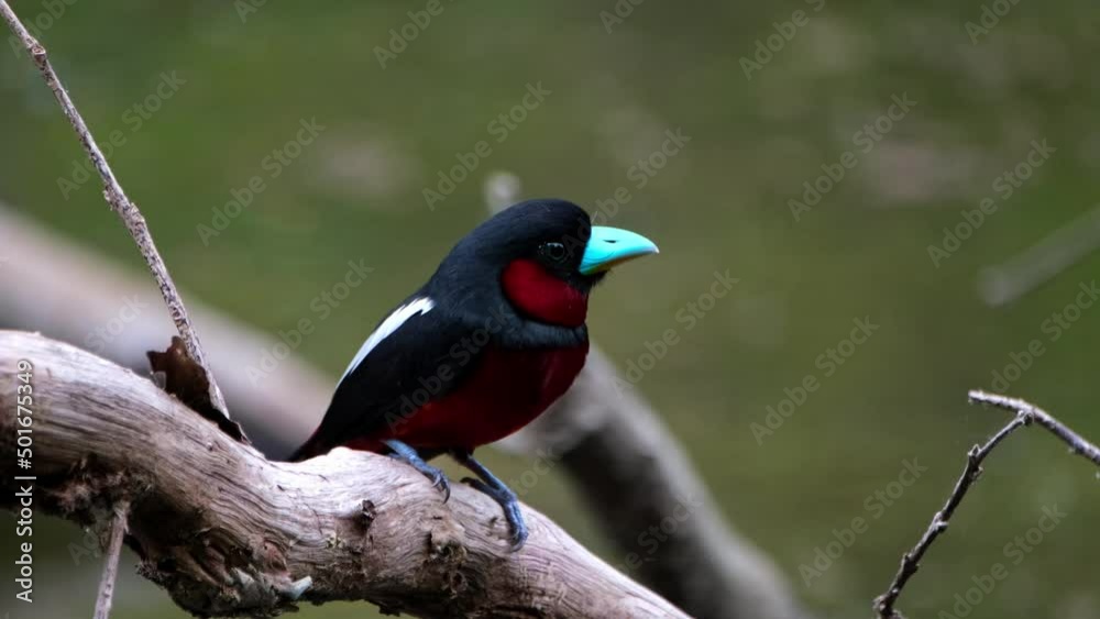 Seen very close to the camera looking to the right then flies away, Black-and-red Broadbill, Cymbirhynchus macrorhynchos, Kaeng Krachan National Park, Thailand. Seen very close to the camera looking to the right then flies away, Black-and-red Broadbill, Cymbirhynchus macrorhynchos, Kaeng Krachan National Park, Thailand.
