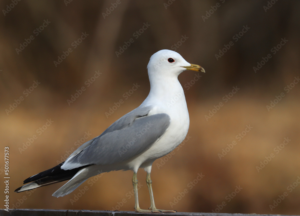 Common gull Common gull