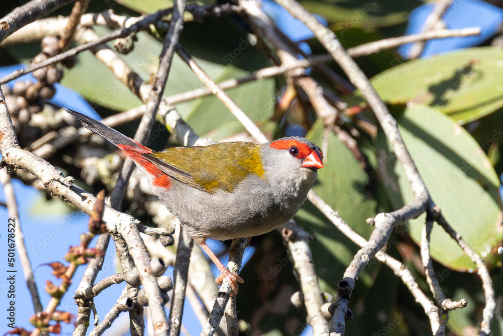 Red-browed Finch in Queensland Australia Red-browed Finch in Queensland Australia