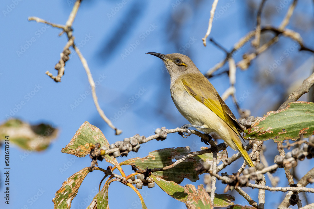 Obraz premium Brown Honeyeater in Queensland Australia