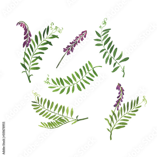 Set of violet wild flowers with green leaves. Hand drawn watercolor illustration.