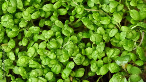 close shot of alfalfa microgreens, red cabbage. hand touches plant sprouts. home farm. Close up of arugula microgreen. Organic superfood concept. Healthy lifestyle.