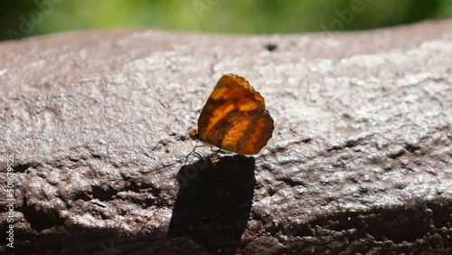 Black and orange butterfly in nature forest, sitting on railing in national park. Concept of beauty, cosmetics, fauna. Pantoporia hordonia or Common Lascar photo